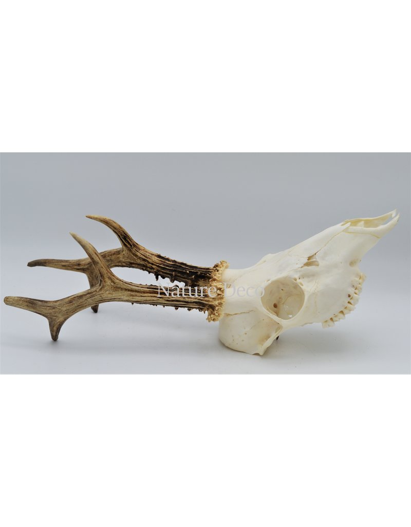 . Roe skull with antlers