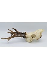 . Roe skull with antlers