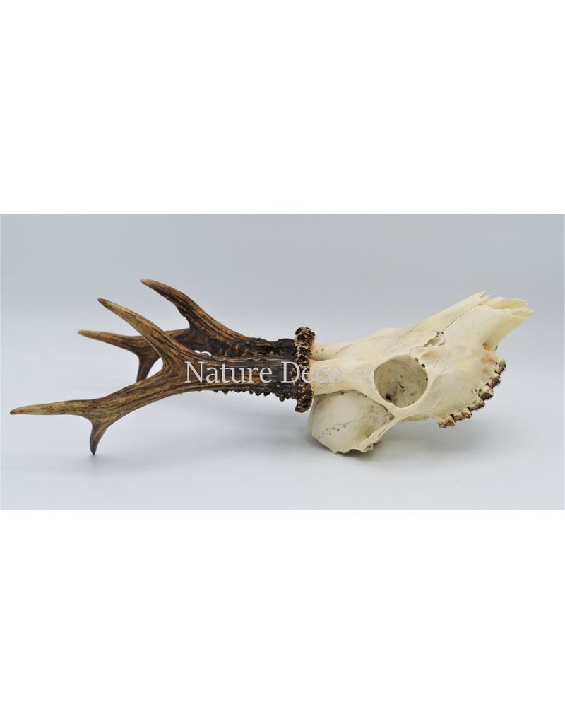 . Roe skull with antlers