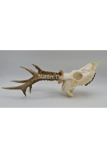 . Roe skull with antlers