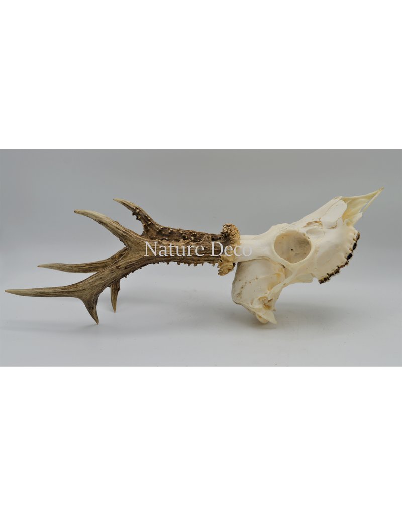 . Roe skull with antlers