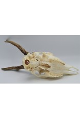 . Roe skull with antlers