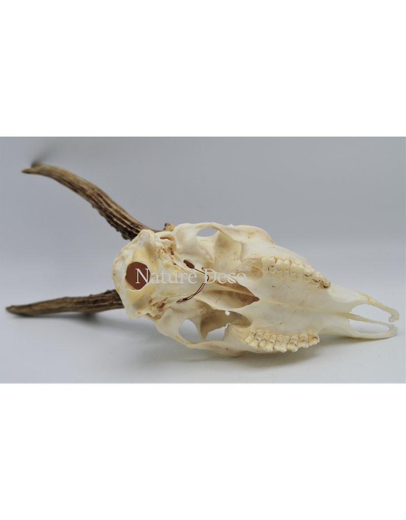 . Roe skull with antlers