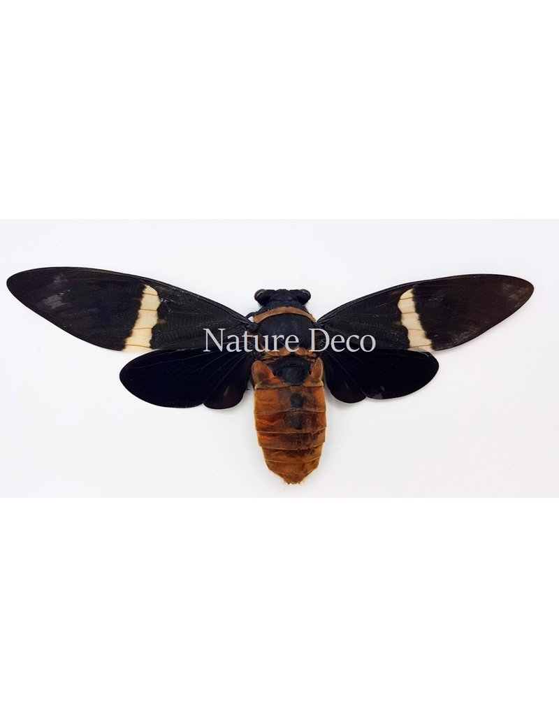 . (on)geprepareerde Toseana Fasciata (cicade)
