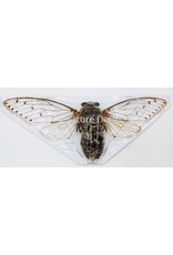 . (Un)mounted Pomponia Intermedia (cicada)