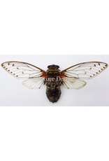 . (Un)mounted Pomponia Intermedia (cicada)