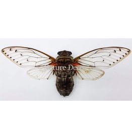 . (Un)mounted Pomponia Intermedia (cicada)