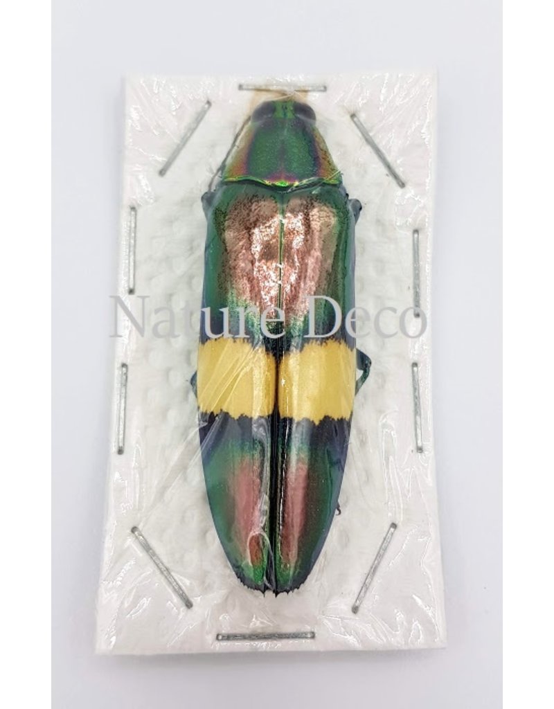 . Unmounted  Chrysochroa saundersii