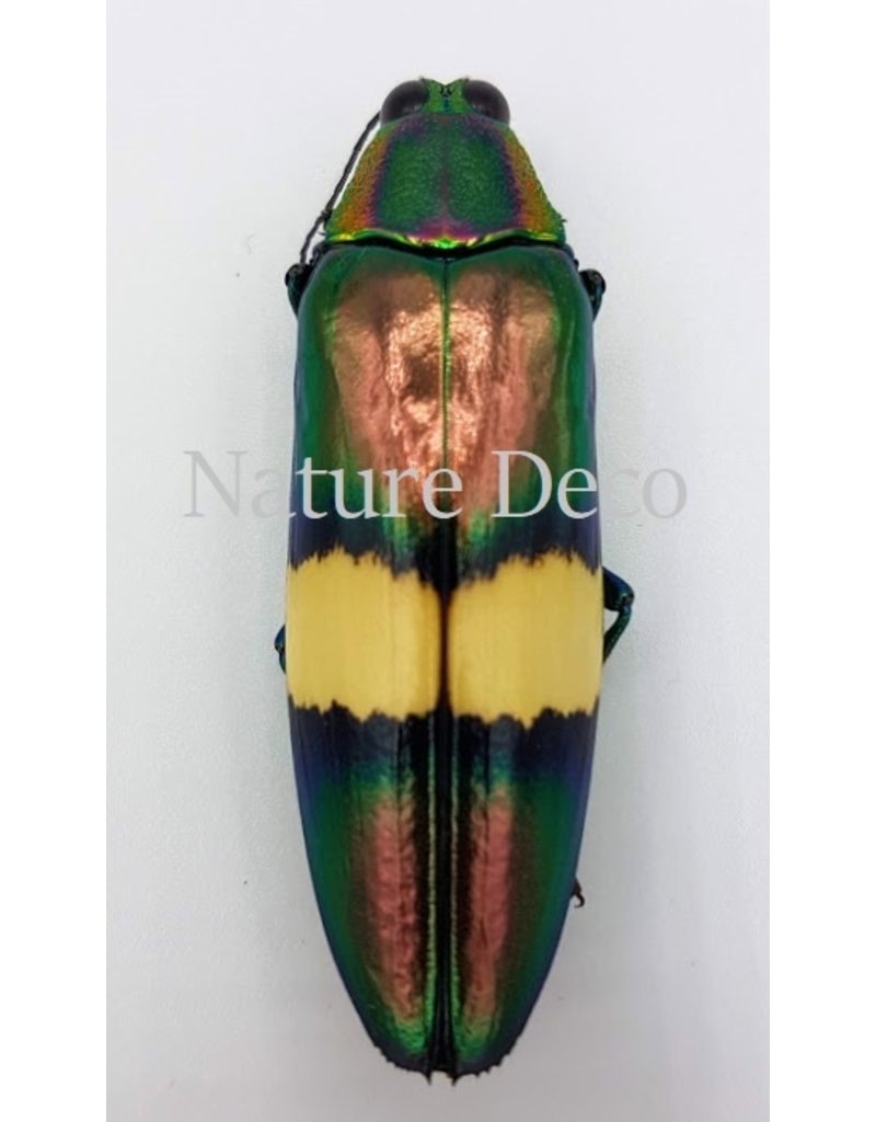 . Unmounted  Chrysochroa Saundersi