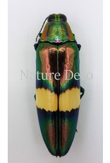 . Unmounted  Chrysochroa Saundersi