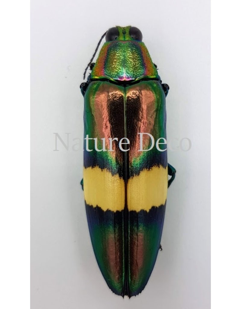 . Unmounted  Chrysochroa Saundersi