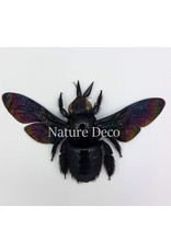 . (Un)mounted Xylocopa Latipes