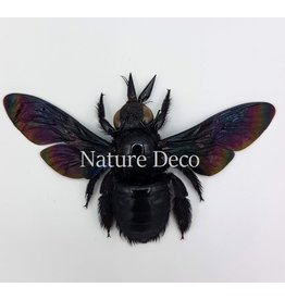 . (Un)mounted Xylocopa Latipes