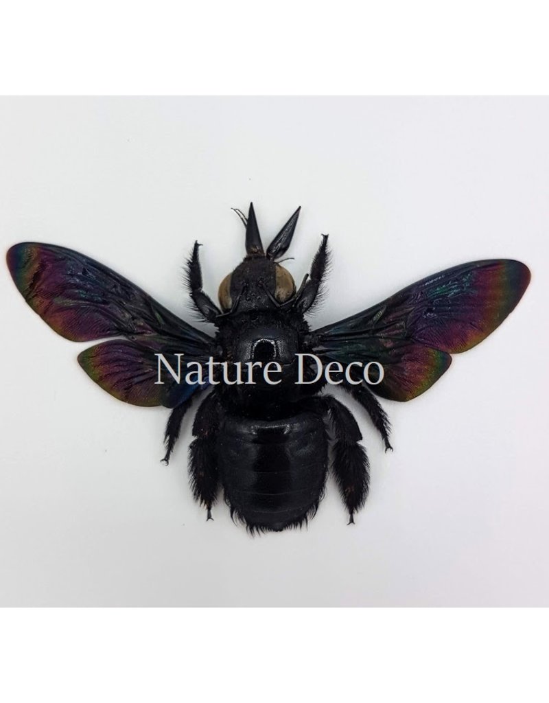 . (Un)mounted Xylocopa Latipes