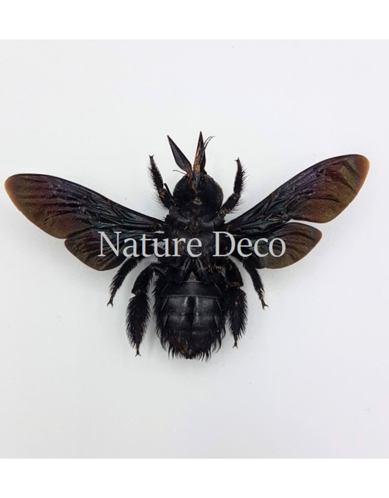 . (Un)mounted Xylocopa Latipes