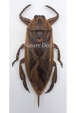 . (Un)mounted Lethocerus Indicus (waterbug)