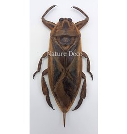 . (Un)mounted Lethocerus Indicus (waterbug)
