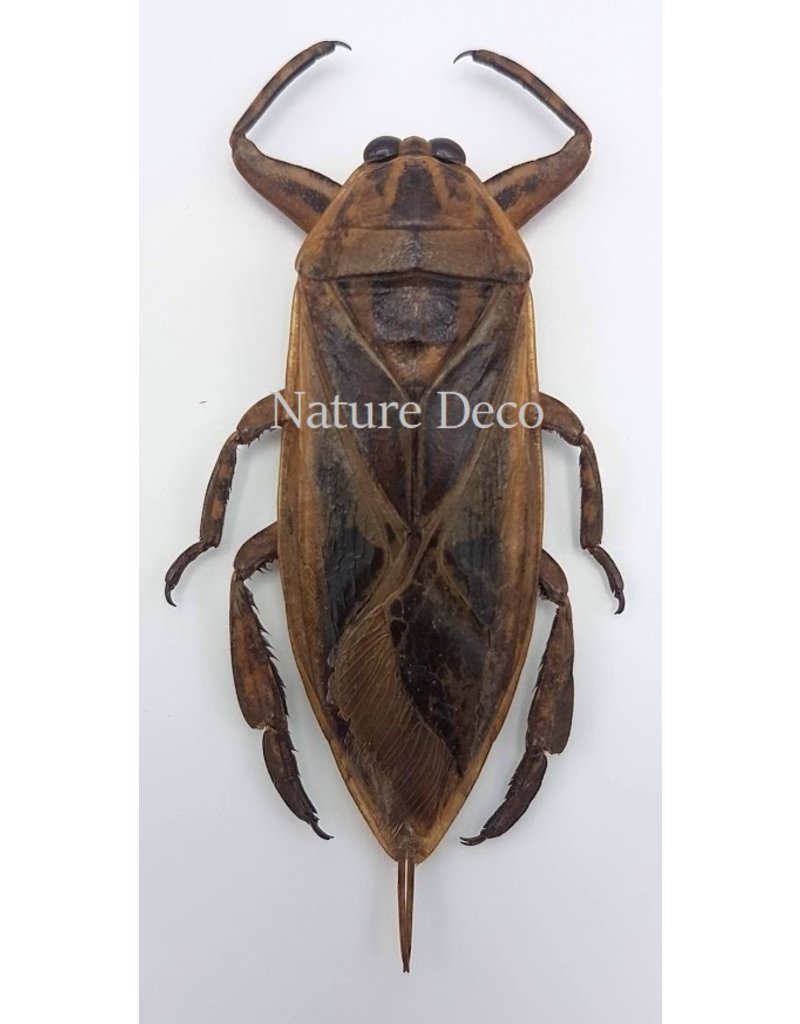 . (Un)mounted Lethocerus Indicus (waterbug)