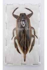 . (Un)mounted Lethocerus Indicus (waterbug)