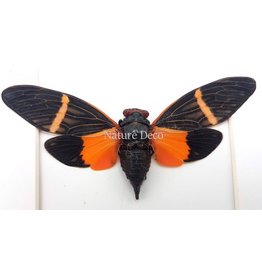 . (Un)mounted Tosena paviei (cicada)