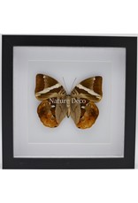 Nature Deco Thauria Aliris Aliris in luxury 3D frame