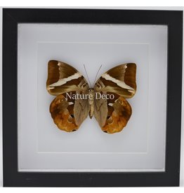 Nature Deco Thauria Aliris Aliris in luxe 3D lijst