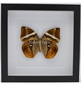 Nature Deco Thauria Aliris Aliris in luxury 3D frame