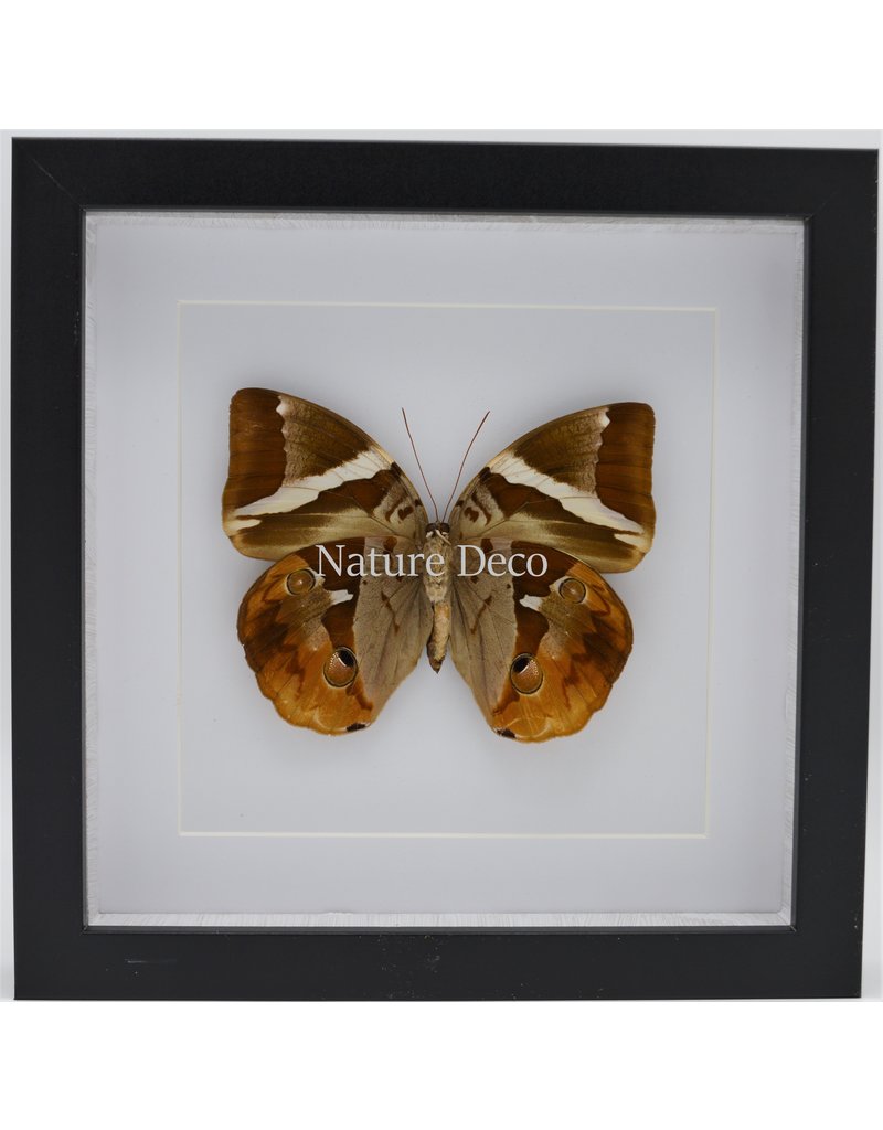 Nature Deco Thauria Aliris Aliris in luxury 3D frame