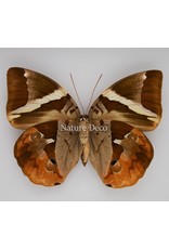 Nature Deco Thauria Aliris Aliris in luxury 3D frame