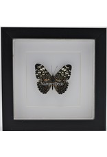 Nature Deco Hamadryas Iphthime In luxury 3D frame