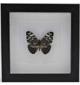 Nature Deco Hamadryas Iphthime In luxury 3D frame