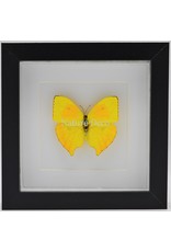 Nature Deco Phoebis Rurina in luxury 3D frame