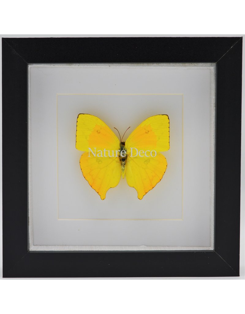 Nature Deco Phoebis Rurina in luxury 3D frame