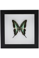 Nature Deco Graphium Antheus in luxe 3D lijst