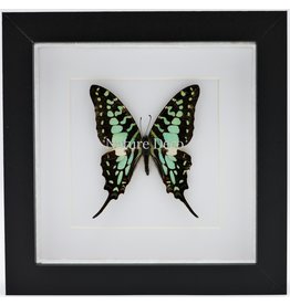 Nature Deco Graphium Antheus in luxe 3D lijst