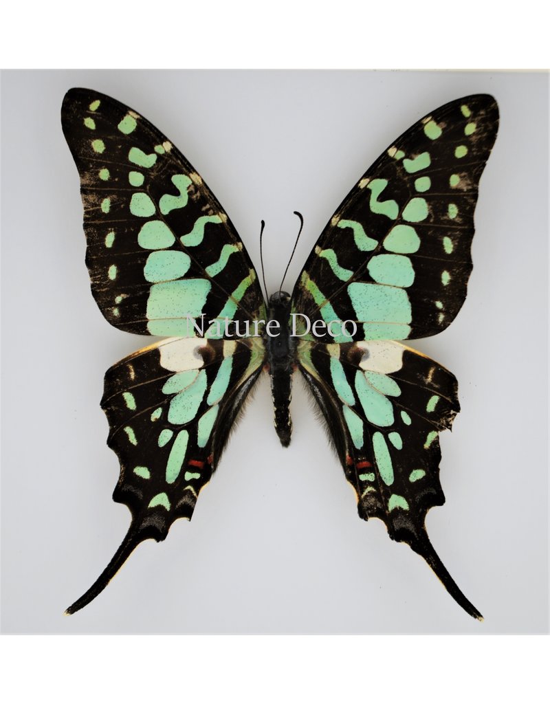 Nature Deco Graphium Antheus in luxury 3D frame