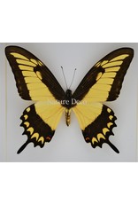 Nature Deco Papilio Lycophron in luxe 3D lijst