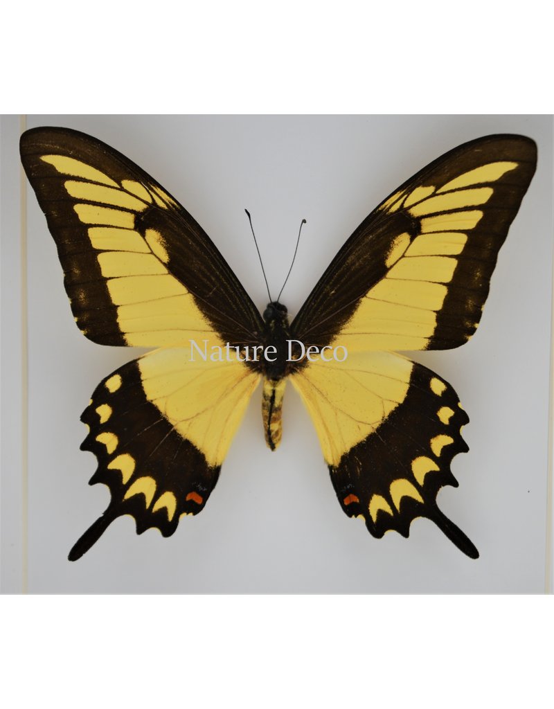 Nature Deco Papilio Lycophron in luxe 3D lijst