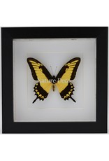 Nature Deco Papilio Lycophron in luxury 3D frame