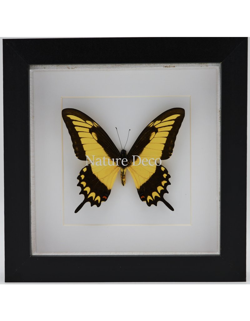 Nature Deco Papilio Lycophron in luxe 3D lijst