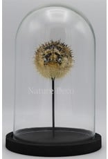 Nature Deco Pufferfish in glass dome 14 x 21cm