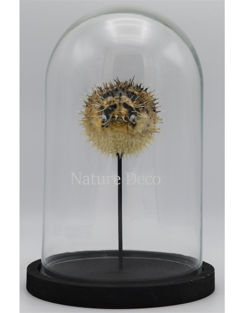 Nature Deco Pufferfish in glass dome 14 x 21cm