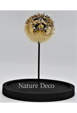 Nature Deco Egelvis in stolp  14 x 21cm