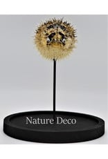 Nature Deco Pufferfish in glass dome 14 x 21cm