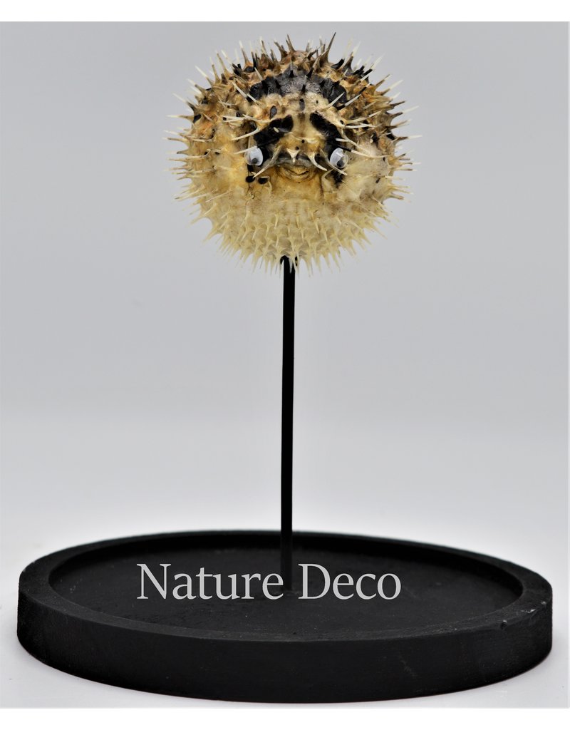 Nature Deco Pufferfish in glass dome 14 x 21cm