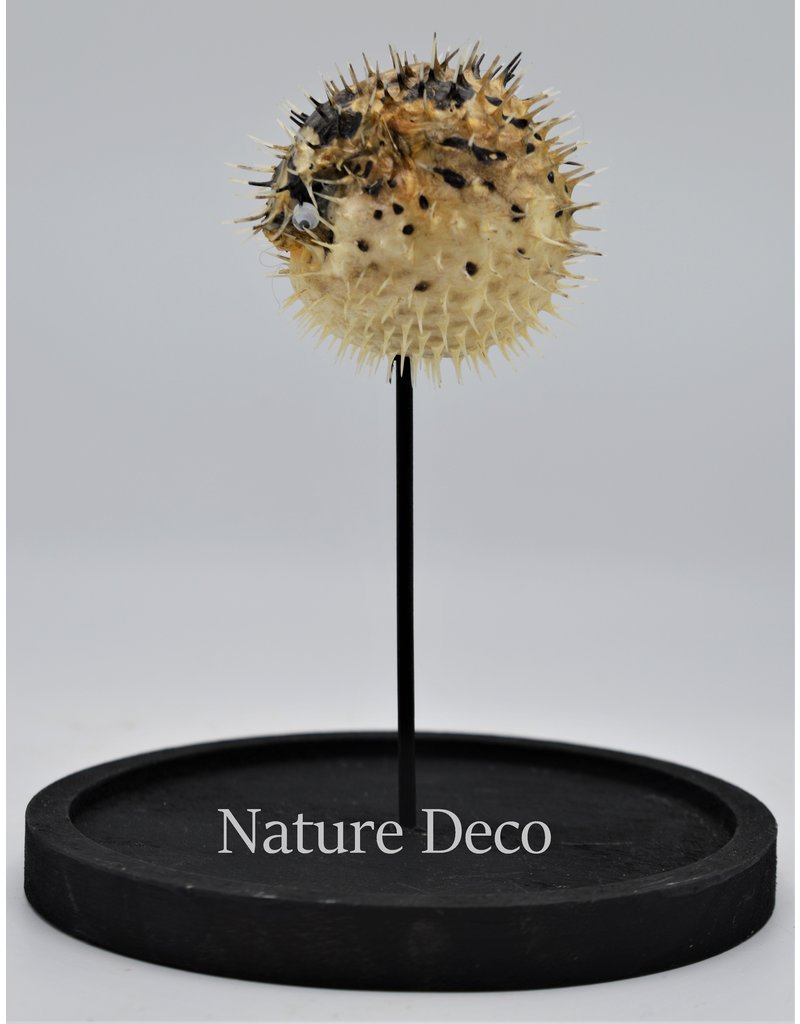 Nature Deco Egelvis in stolp  14 x 21cm