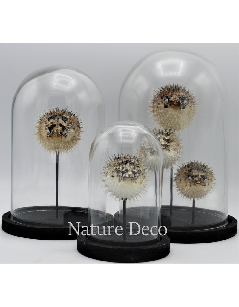 Nature Deco Pufferfish in glass dome 14 x 21cm