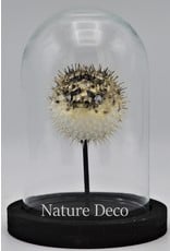 Nature Deco Pufferfish in glass dome small 14 x 10cm