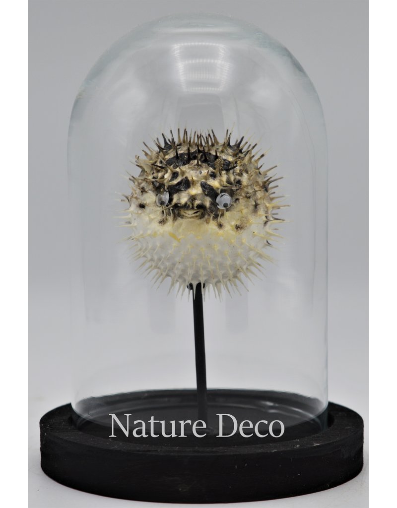 Nature Deco Pufferfish in glass dome small 14 x 10cm