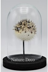Nature Deco Pufferfish in glass dome small 14 x 10cm